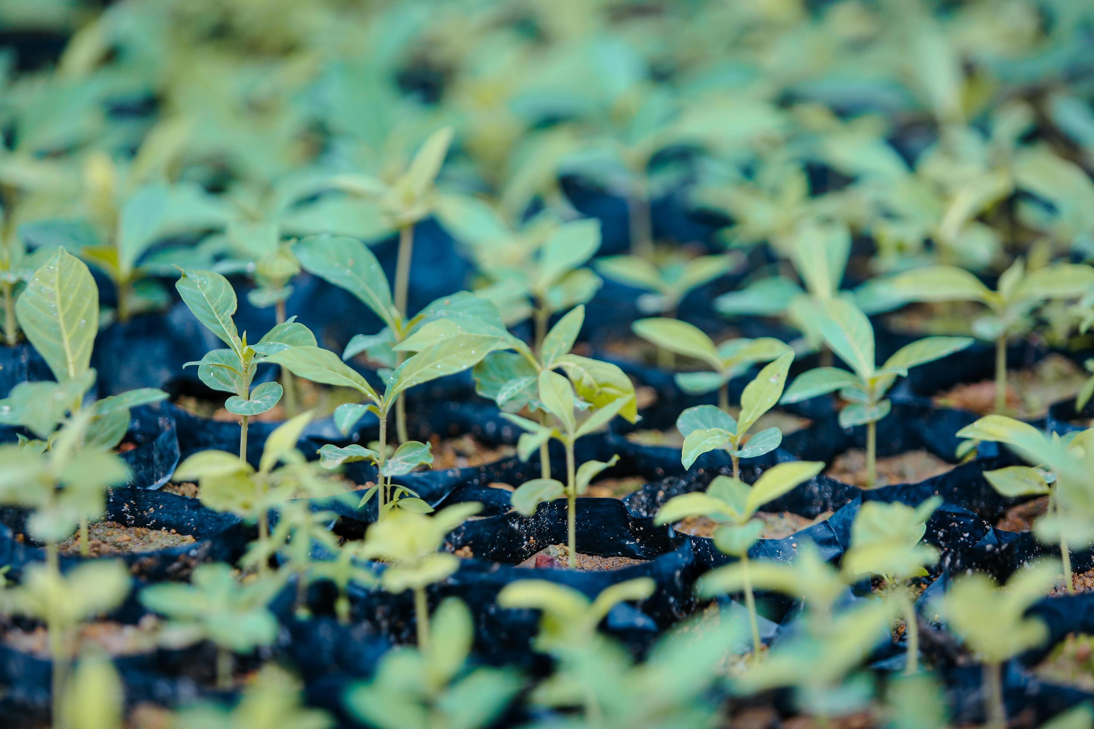 Digitalização no agro: como preparar seu agronegócio para vender online.