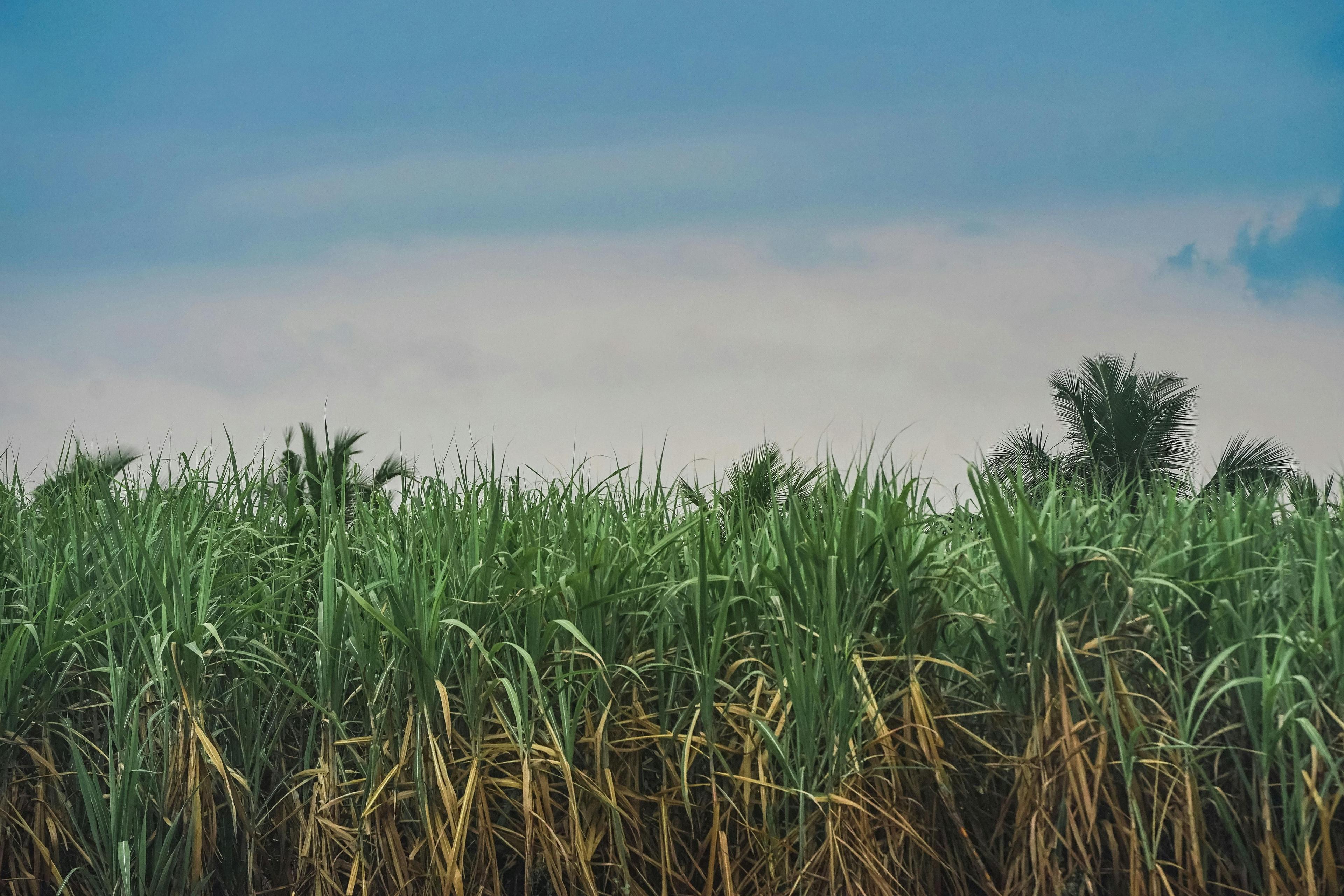 Marketing digital agrícola: três passos iniciais.